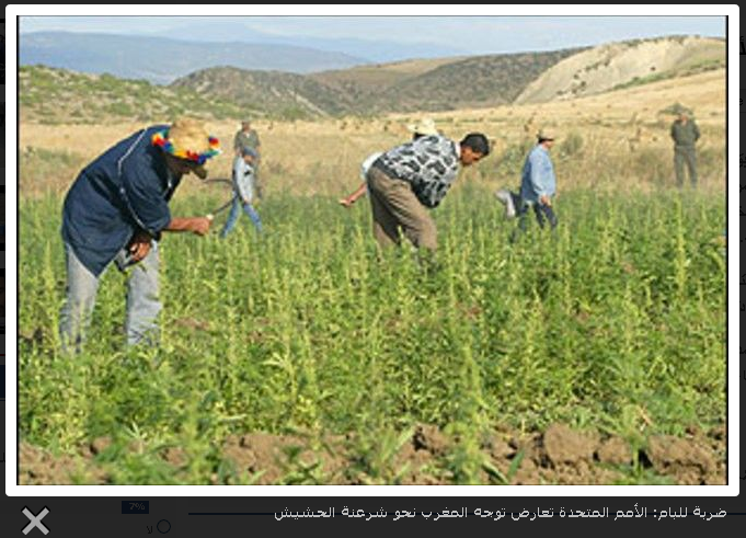 ضربة للبام: الأمم المتحدة تعارض توجه المغرب نحو شرعنة الحشيش