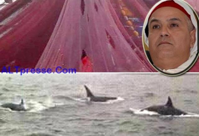 ميناء الصيد بالحسيمة مشلول اقتصاديا بعد هجرة المراكب الجماعية لموانئ أخرى ووزارة الصيد تتفرج
