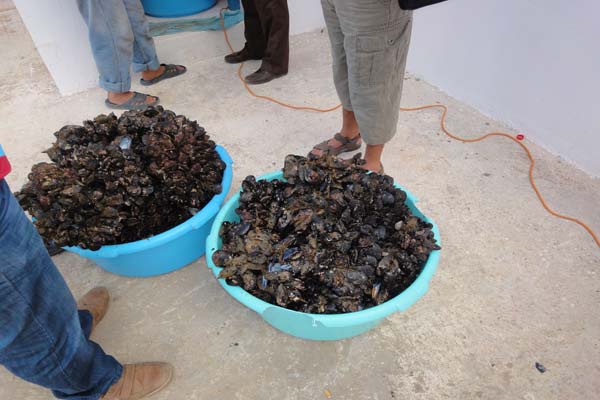 معاناة نساء البحارة الأرامل بالحسيمة