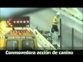 أشهر الناجين من الموت عام 2013