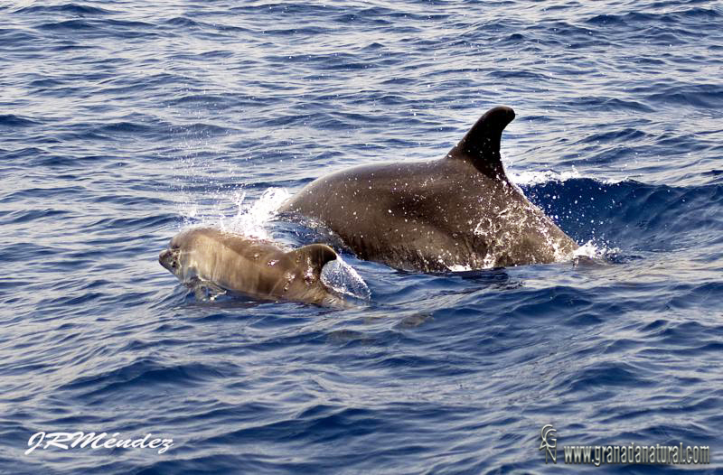 الدلافين الكبيرة تستنفر وزارة الصيد البحري بالحسيمة