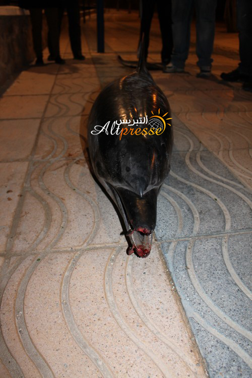 العثور على جثة دلفيلين على شواطئ الحسيمة