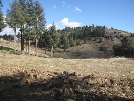 بيئيون يستنكرون استمرار تدمير غابات إقليم الحسيمة