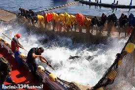 إجابة مبهمة لأخنوش على سؤال عبد الحق أمغار حول قطاع الصيد البحري بالحسيمة