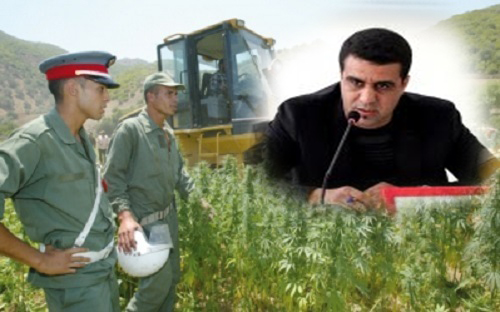 ماذا تستفيد منطقة الريف من "الكيف"؟