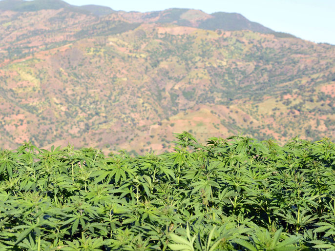 حسب تحقيق: زراعة الكيف تخضع للتوازنات الأمنية والعلاقات مع أوربا