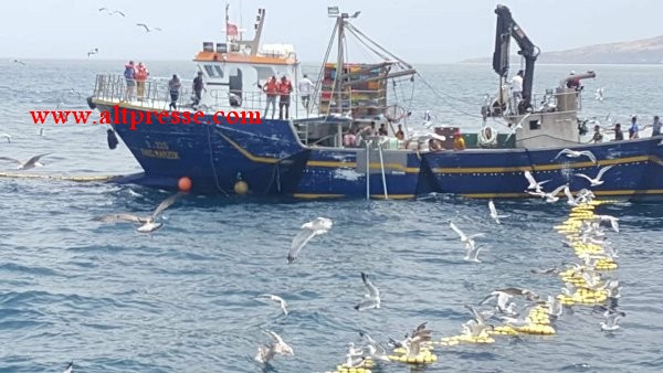 الحسيمة: " معاشي " أخر مركب يحمل مشعل الصمود أمام النيكرو وقطاع صيد الأسماك السطحية مهدد بالشلل