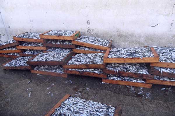 تدهور المنتوج السمكي بميناء الحسيمة