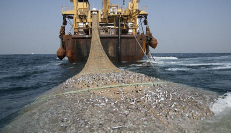 غرامات تقدر بالملايين تلاحق مراكب الصيد بالجر بالحسيمة