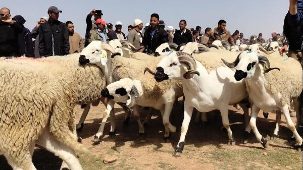 بلاغ  للداخلية والفلاحة حول عيد الأضحى