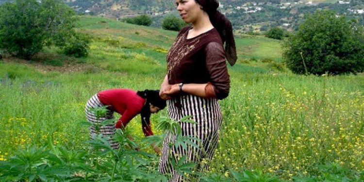العفو على مزارعي القنب الهندي مبادرة إنسانية نبيلة