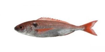 “البوراسي”أو  الزريقة الوردية: أيقونة بحر البوران بين مخاطر البيئة و الصيد المفرط