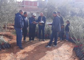 توزيع 60 ألف شتلة زيتون بجهة طنجة تطوان الحسيمة