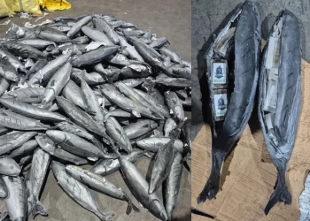 إحباط تهريب حوالي 4 أطنان حشيش بميناء طنجة المتوسط