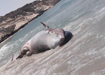 أمواج البحر تلفظ “حوت زعنفي” بالسواحل المغربية الجنوبية