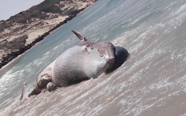 أمواج البحر تلفظ “حوت زعنفي” بالسواحل المغربية الجنوبية