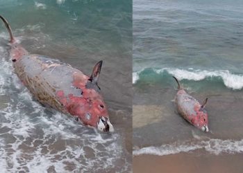 جنوح جديد لحوت كوفييه في الحسيمة: مجرد صدفة أم إشارة إنذار؟