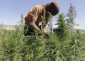 القنب الهندي القانوني يعيد تشكيل اقتصاد شفشاون