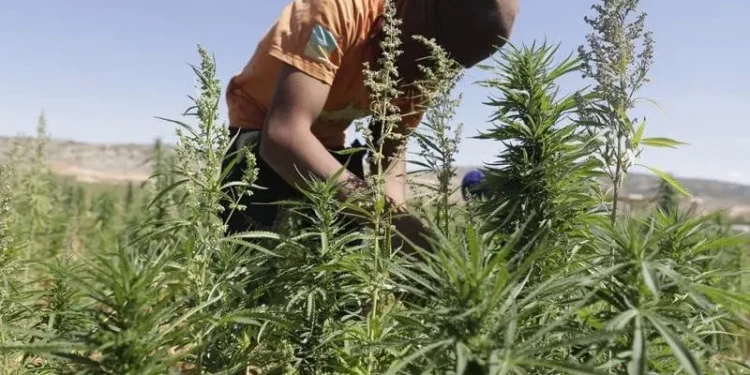 القنب الهندي القانوني يعيد تشكيل اقتصاد شفشاون