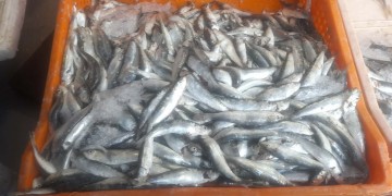 صيد صغار السمك يغضب بيئيين بالحسيمة