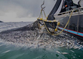 ميناء الحسيمة.. انخفاض بنسبة 32 في المائة في مفرغات الصيد مع متم فبراير