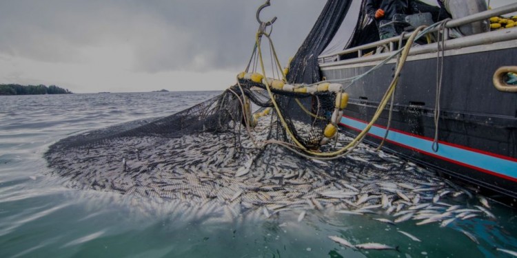 ميناء الحسيمة.. انخفاض بنسبة 32 في المائة في مفرغات الصيد مع متم فبراير