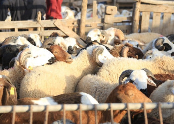 مهني يكشف الوضع بسوق الماشية قبيل عيد الأضحى