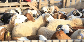 مهني يكشف الوضع بسوق الماشية قبيل عيد الأضحى