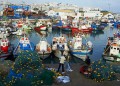 ميناء طنجة يسجل نموا قويا في مفرغات الصيد الساحلي