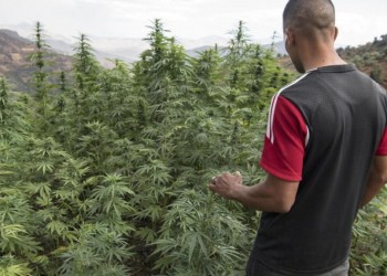 فلاحو القنب الهندي ينتظرون قرارا بتمديد موسم الزراعة