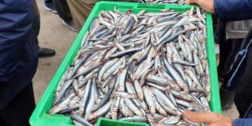 شبكات تهرب الثروة السمكية للسوق السوداء