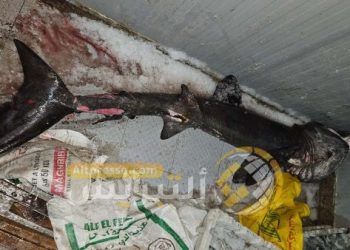 صيد “القرش المتشمس” بميناء الحسيمة يثير أسئلة علمية حول تحولات البحر المتوسط