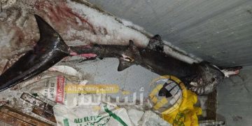 صيد “القرش المتشمس” بميناء الحسيمة يثير أسئلة علمية حول تحولات البحر المتوسط