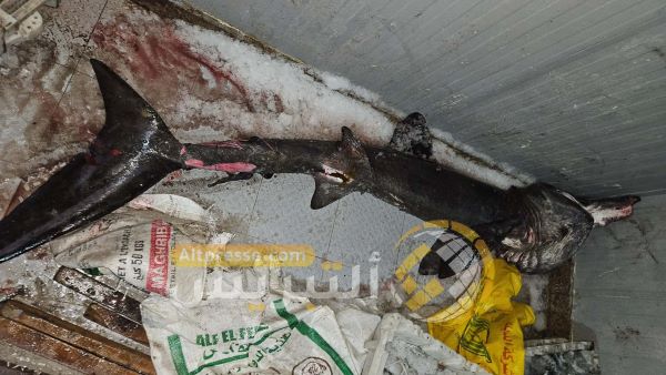 صيد “القرش المتشمس” بميناء الحسيمة يثير أسئلة علمية حول تحولات البحر المتوسط