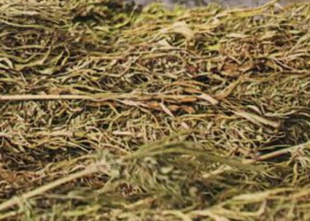 بوكيدان.. توقيف ثلاثة أشخاص وحجز نحو 4.5 كيلوغرام من “الكيف”