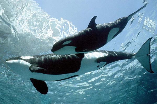 التغيرات المناخية تدفع حوت ” الأوركا ” للتحرك شرق البحر الأبيض المتوسط