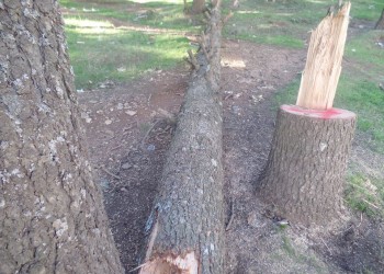 ضبط  خشب مسروق بكتامة