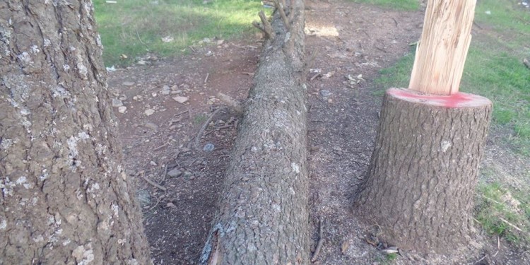 ضبط  خشب مسروق بكتامة