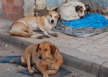 كلب ضال يرسل طفلة إلى مستشفى الحسيمة