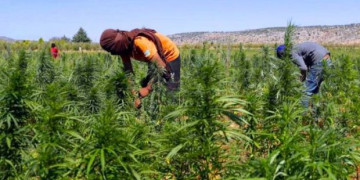 جمعية أمازيغ صنهاجة الريف تدعو إلى إنهاء استغلال مزارعي القنب انتخابيا