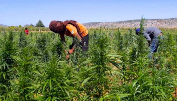 جمعية أمازيغ صنهاجة الريف تدعو إلى إنهاء استغلال مزارعي القنب انتخابيا