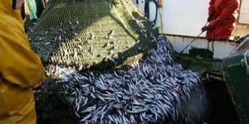 تراجع مفرغات الأسماك السطحية يهدد الأمن الغذائي للفقراء