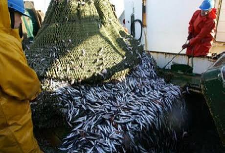 تراجع مفرغات الأسماك السطحية يهدد الأمن الغذائي للفقراء