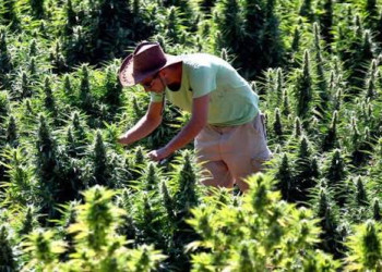 ارتفاع إنتاج القنب الهندي القانوني بإقليم الحسيمة