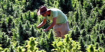 ارتفاع إنتاج القنب الهندي القانوني بإقليم الحسيمة