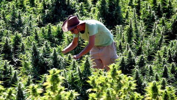 ارتفاع إنتاج القنب الهندي القانوني بإقليم الحسيمة