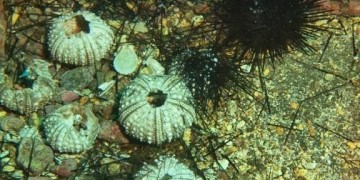 “الجائحة الصامتة” تهدد “المهندسين غير المرئيين” لأعماق البحار  على مقربة من المغرب