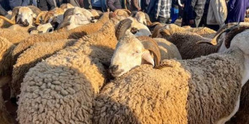 أسواق الأضاحي بإقليم الحسيمة.. وفرة العرض وتنوع في السلالات المعروضة