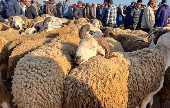 أسواق الأضاحي بإقليم الحسيمة.. وفرة العرض وتنوع في السلالات المعروضة