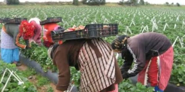إسبانيا.. تحذير من مخاطر تواجه العاملات المغربيات الموسميات في الحقول